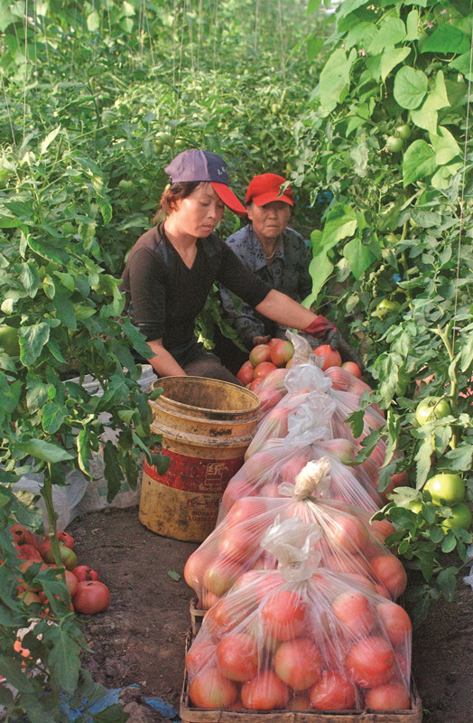棚室蔬菜种植面积增大，西红柿、甘蓝等蔬菜出口俄罗斯.JPG