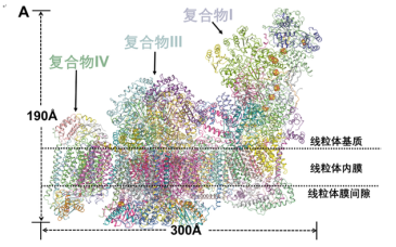 （5488998964）第一看点（4P)——中国生命科学领域十大进展1103.png