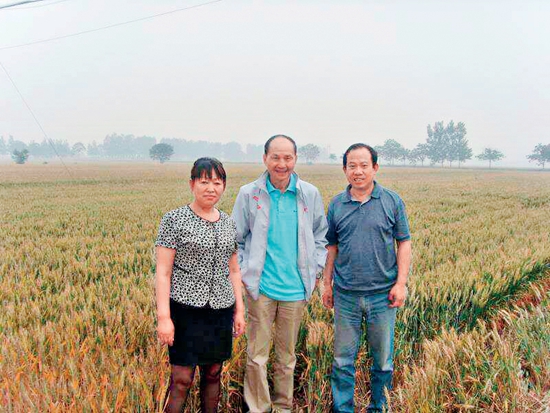 2010年金福艳董事长与中国农科院李元芳研究员（中）考察使用盛金源牌微生物肥料种植的绿色小麦.jpg