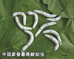 中国家蚕最晚龄幼虫