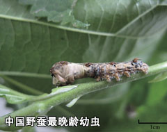 中国野蚕最晚龄幼虫