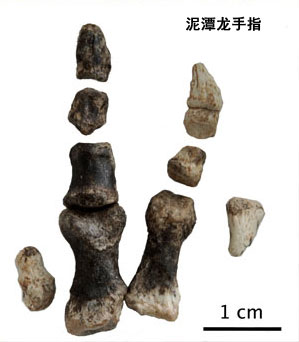 泥潭龙手指