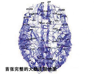大脑皮层地图