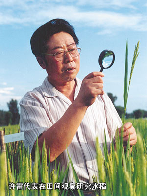 许雷代表在田间观察研究水稻