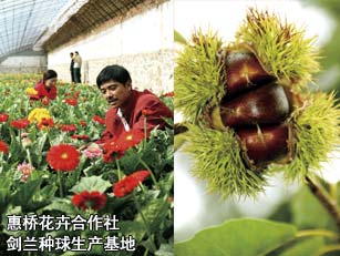惠桥花卉合作社剑兰种球生产基地