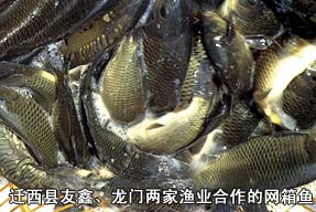 迁西县友鑫、龙门两家渔业合作的网箱鱼