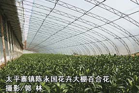 太平寨镇陈永国花卉大棚百合花
