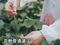 花粉管通道法