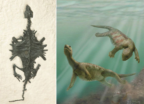最原始龟类化石及复原图