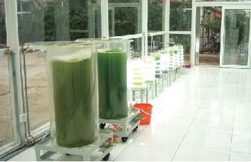 实验室使用的50升及15升藻类光合生化反应器