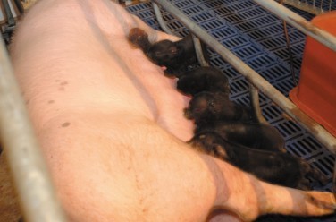 全国首例绿色荧光蛋白转基因克隆猪已成功、自然产产下她的第二代