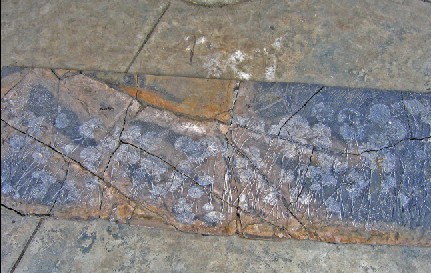 海百合化石