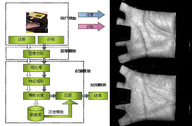 左：在线掌纹识别系统框图   右：典型掌纹图像样本