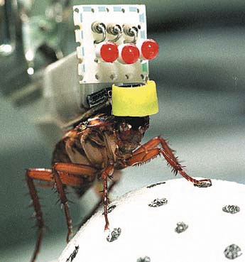 图1：机器蟑螂