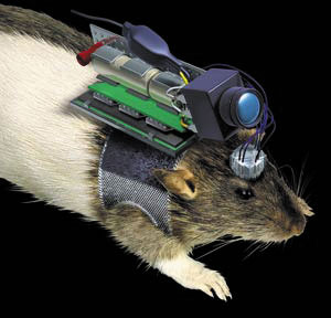 图2：机器大鼠