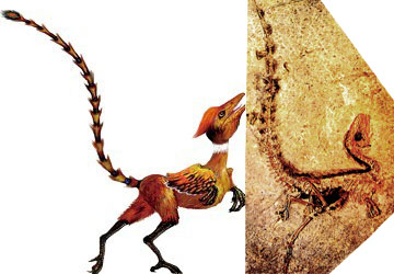 中华龙鸟化石（右）及复原图