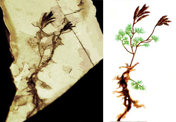 中华古果化石（左）及中华古果复原图
