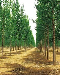 Bt杨树(Populus nigra）种植场