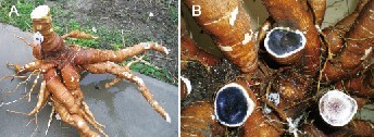 收获的转基因木薯储藏根(A)及其碘染分析结果(B)