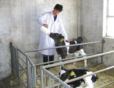 自治区首例利用性别控制胚胎移植技术，以黄体为受体牛，借腹怀胎产出的黑白花奶牛母犊