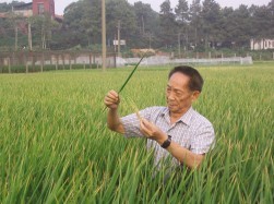 袁隆平在田间观察超级杂交水稻