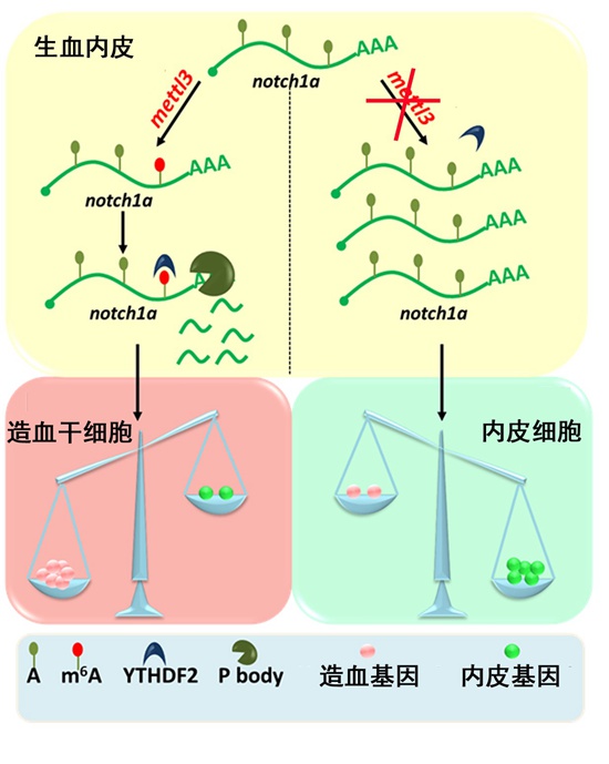 3. notch1a mRNA的m6A修饰水平促进内皮-造血细胞转化.jpg