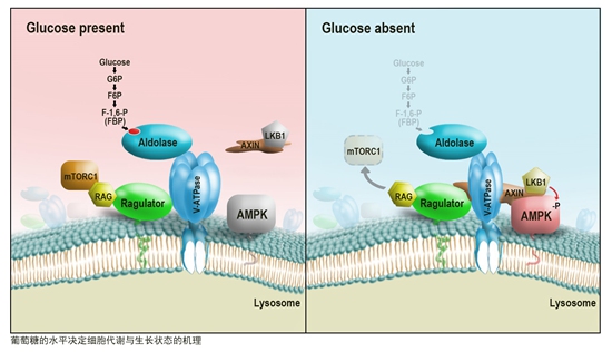 5. 葡萄糖的水平决定细胞与代谢生长状态的机理.jpg