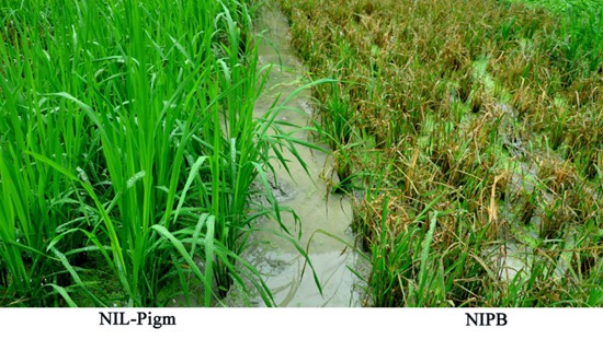 7. 抗病新品种（NIL-Pigm）与对照（NIPB）在自然病圃的发病比较和功能模型（1）.jpg