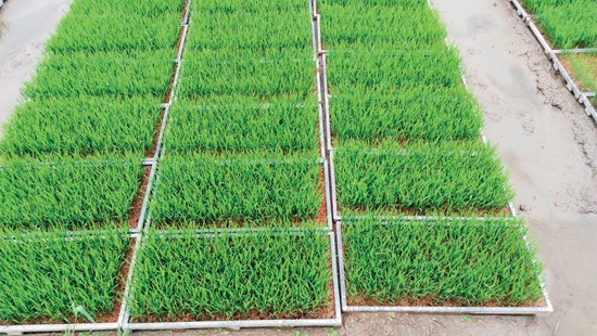 2 水稻机插育秧基质及育秧.jpg