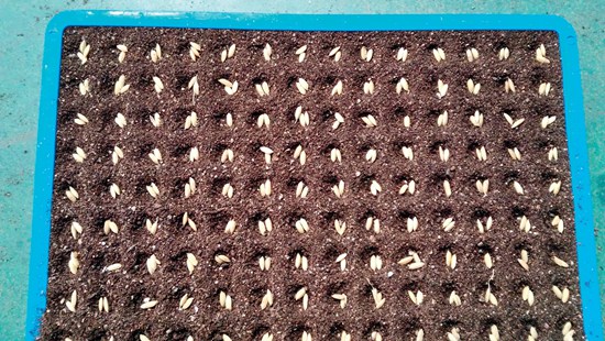 3 水稻机插精量定位播种.jpg