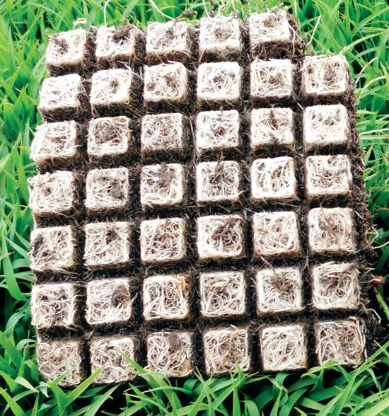 4 水稻机插大钵苗.jpg