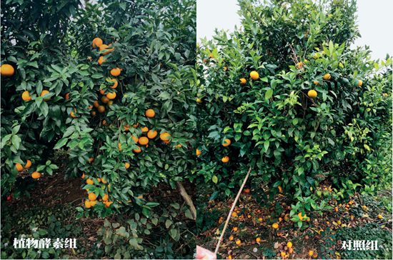 2018年广西南宁武鸿县沃柑试验对比图（增产26.8%）.jpg