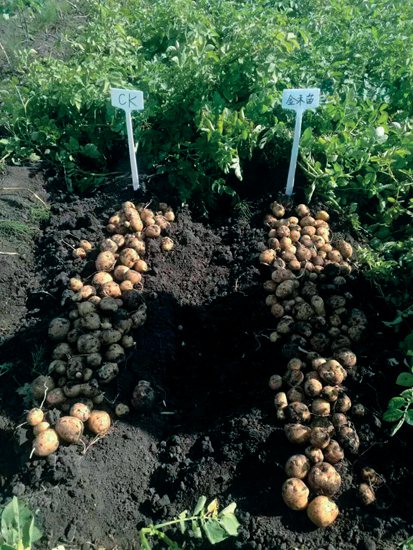 2017年黑龙江省巴彦县马铃薯试验对比图（增产23.8%）.jpg