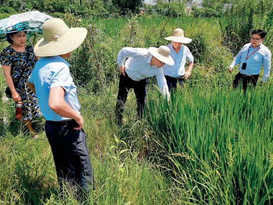 第3张（水稻专家王一胜教授（右二）赴产区现场调研指导）.jpg